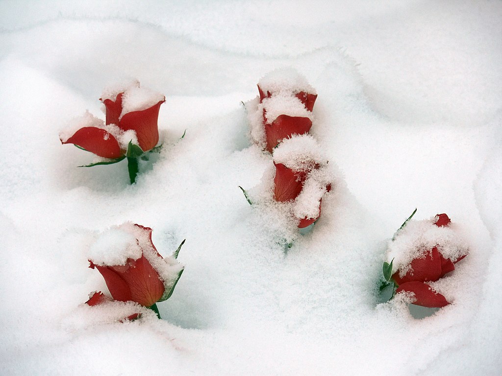 Roses in snow – cemetery of Billensbach, Beilstein, Württemberg