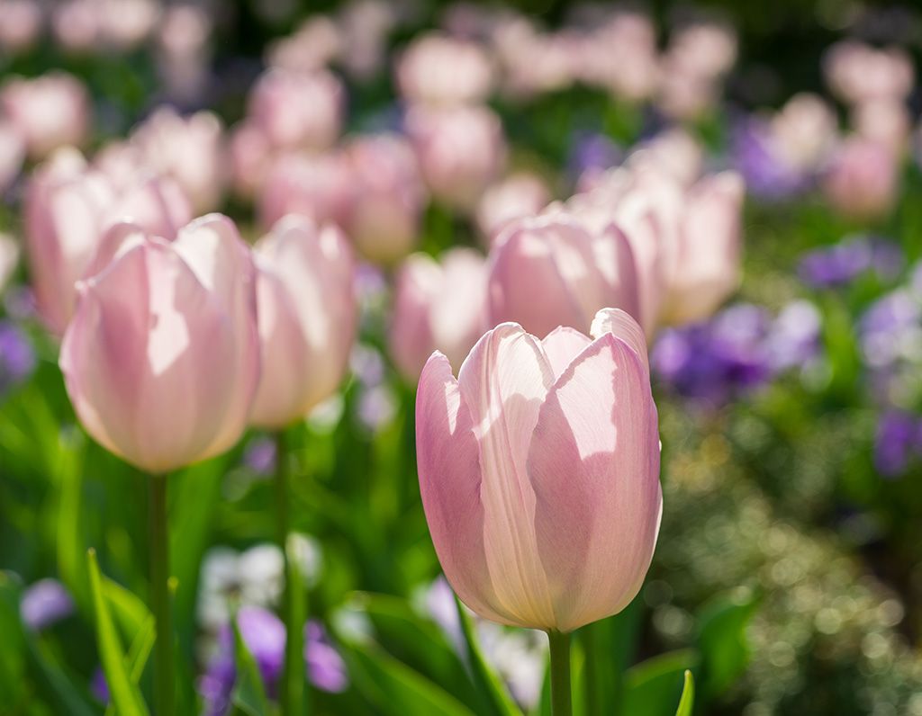Backlit tulips