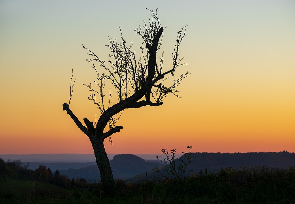Dying tree after sunset