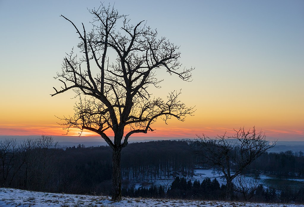 Birnbaum im Winter – Nassach, Spiegelberg