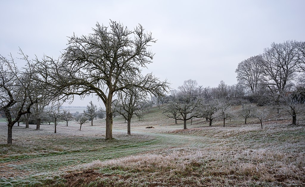 Hoar-frost landscape