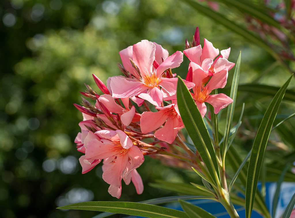 Oleander-Blüten