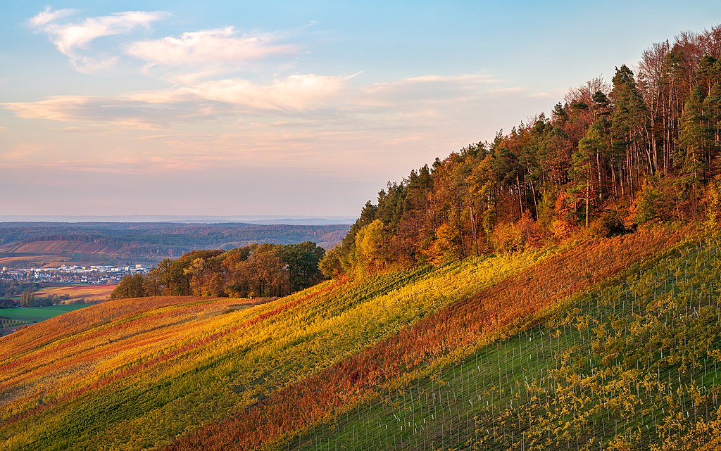 Vineyards and forest edge in the autumn – Wolfertsberg, Löwenstein