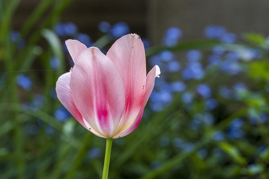 Rosé tulip