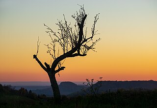 Dying tree