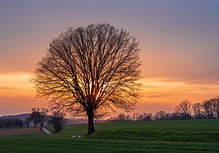 Tree by the track