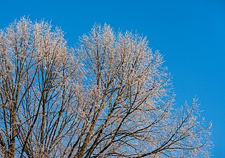 Frost treetop