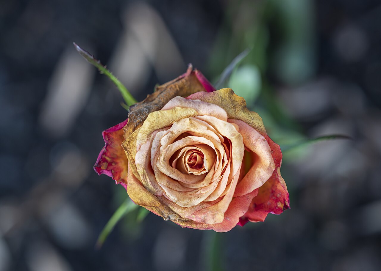 Frozen rose