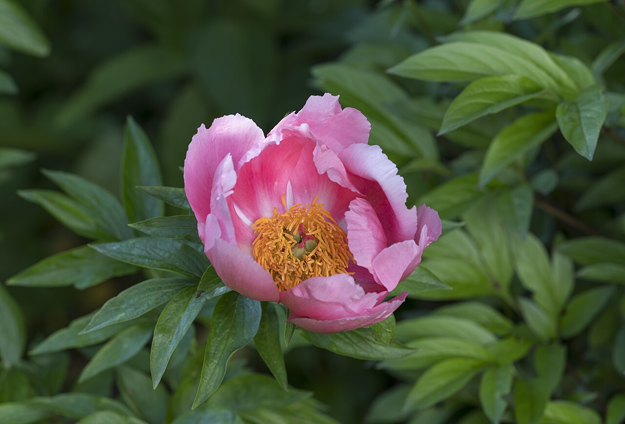 Pink paeony